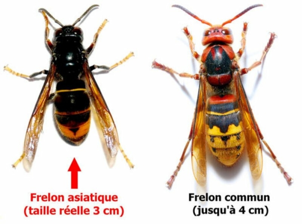 Lutte contre le Frelon Asiatique : Protégeons Notre Environnement